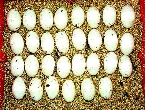 Diferencias visuales entre huevos fértiles e infértiles al trasluz