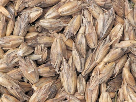 Grano de espelta con su cáscara