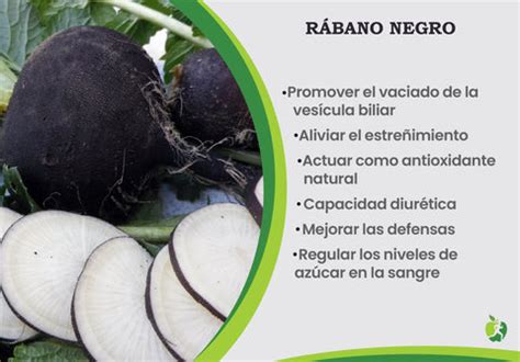 Rábano negro cortado mostrando su interior