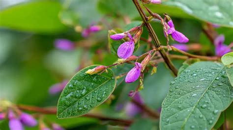 Ilustración de la planta Desmodium adscendens