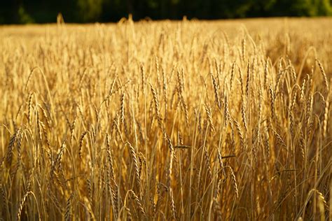 Campos de cultivo de espelta