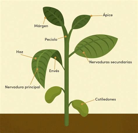Esquema de las partes de una almohada