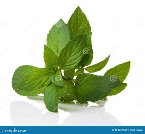 Yerbabuena fresca en un manojo