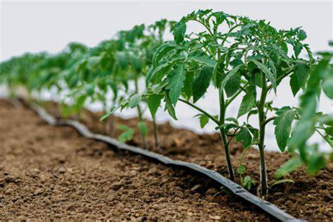 Sistema de riego por goteo en cultivo de tomates