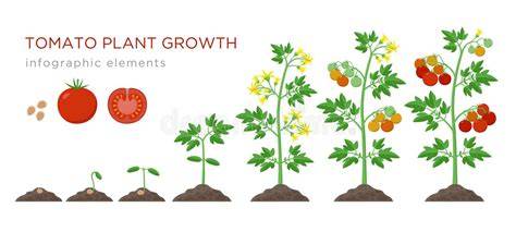 Ciclo de crecimiento del tomate