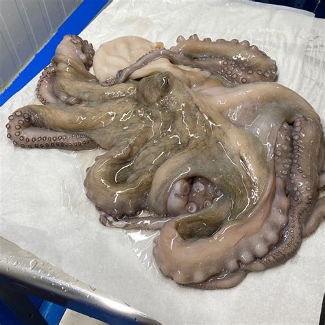 Pulpo fresco limpiándose bajo el grifo