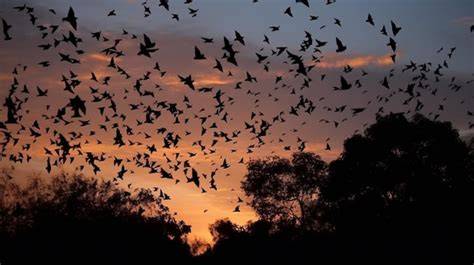 Grupo de murciélagos volando al atardecer