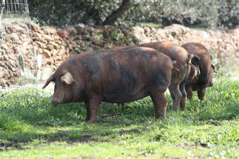 Cerdo 