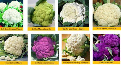 Variedades de coliflor