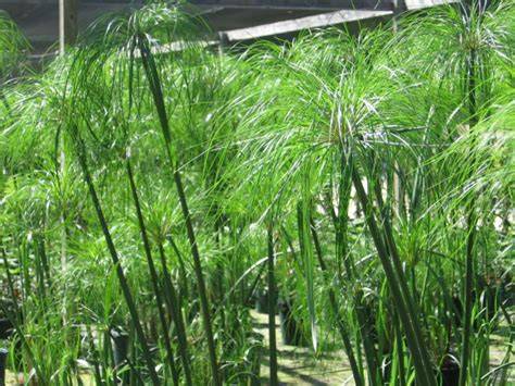 Planta de papiro en el Nilo