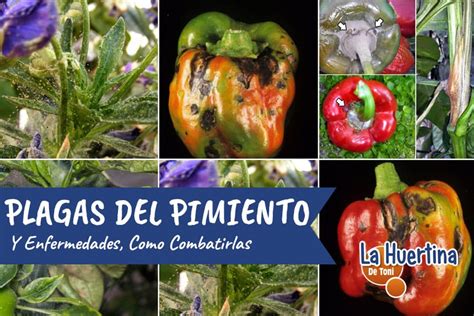 Esquema de las plagas y enfermedades comunes del pimiento