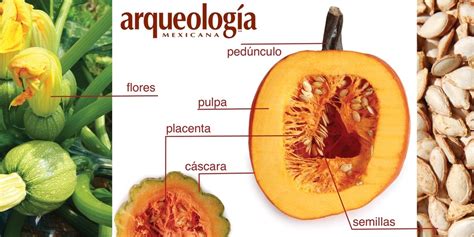 Corte transversal de una calabaza, mostrando su pulpa anaranjada y semillas