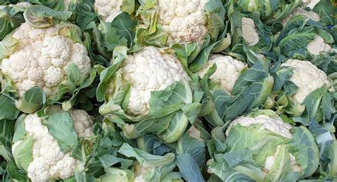 Acolchado de coliflor con papel NovaMulch