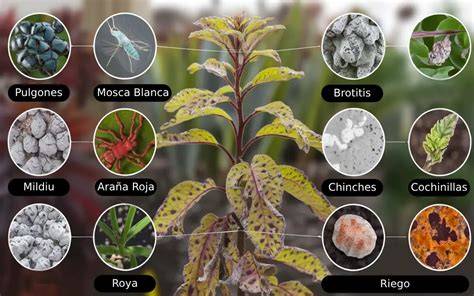 Identificación de plagas y enfermedades en la coliflor