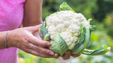 Coliflor lista para ser cosechada