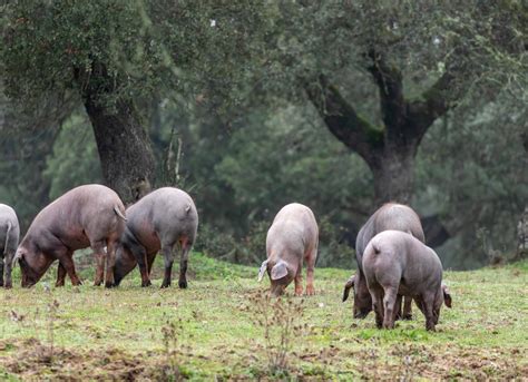 Cerdos ibéricos pastando en la dehesa durante la montanera