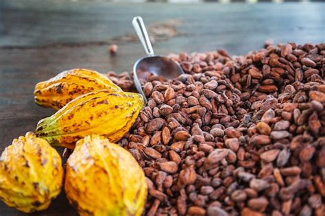 Granos de cacao y mazorcas de maíz