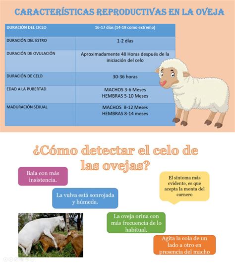 Esquema de las diferencias reproductivas entre ovejas domesticadas y silvestres