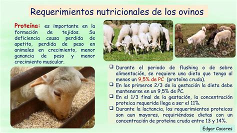 Tabla de necesidades nutricionales de ovejas gestantes por fases