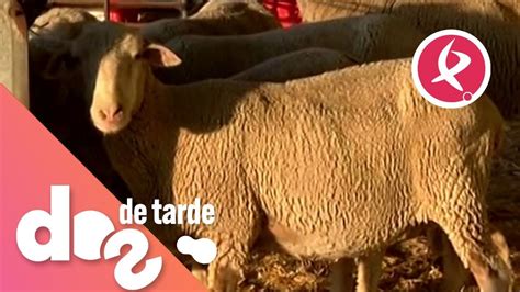 Oveja a punto de parir mostrando signos de inquietud