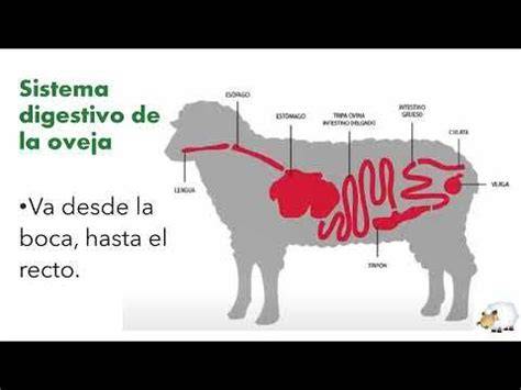 Diagrama del sistema digestivo de una oveja