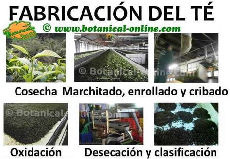 Proceso de producción del té verde
