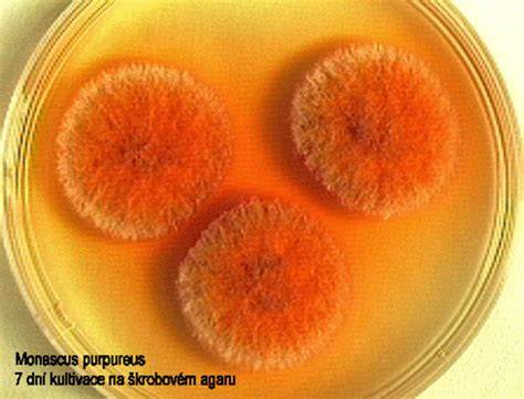 Monascus purpureus en arroz