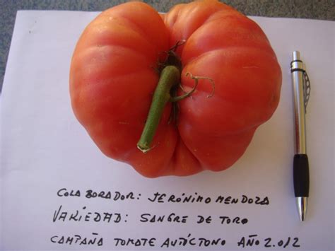 Tomate Sangre de Toro