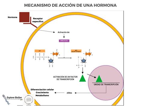 Esquema de la acción de la pimienta rosa, alcachofa y café verde en la piel