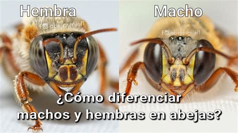 Comparación de macho y hembra de Ergates faber mostrando dimorfismo sexual