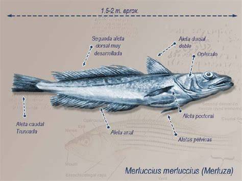 Anatomía de la merluza austral