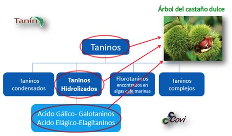 Esquema de la acción de los taninos en la calabaza de mate
