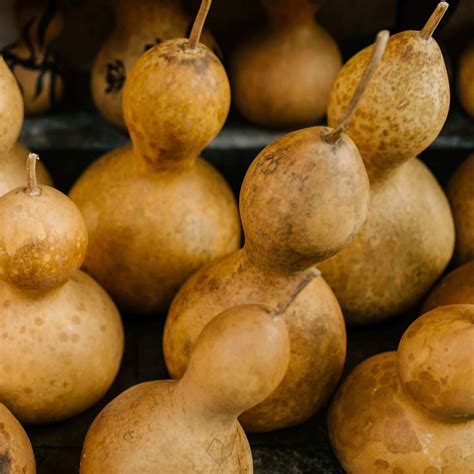 Pasos para el secado correcto de una calabaza de mate