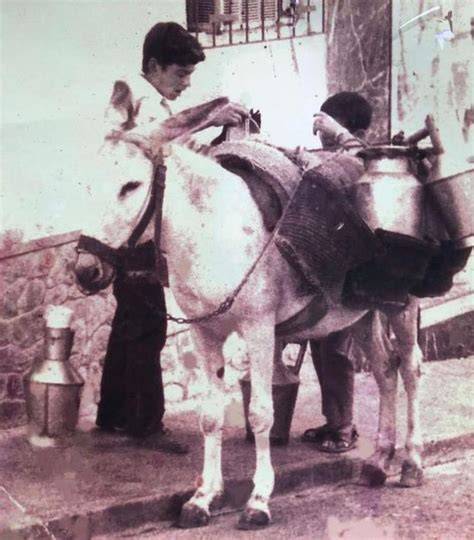 Hermanos Batato repartiendo leche en burro