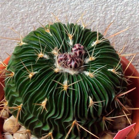 Varios ejemplares de Stenocactus con sus características espinas