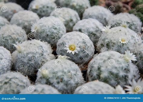 Cactus Mammillaria plumosa con sus espinas peludas