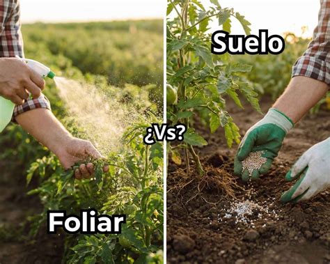 Infografía comparando la aplicación foliar y al suelo de fertilizantes