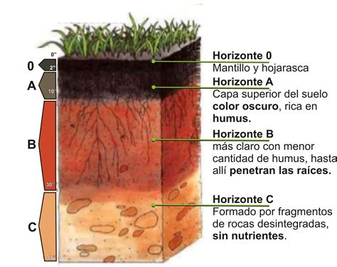 Esquema de la estructura porosa del biocarbón y sus beneficios para el suelo