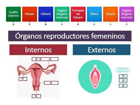 Órganos sexuales externos femeninos