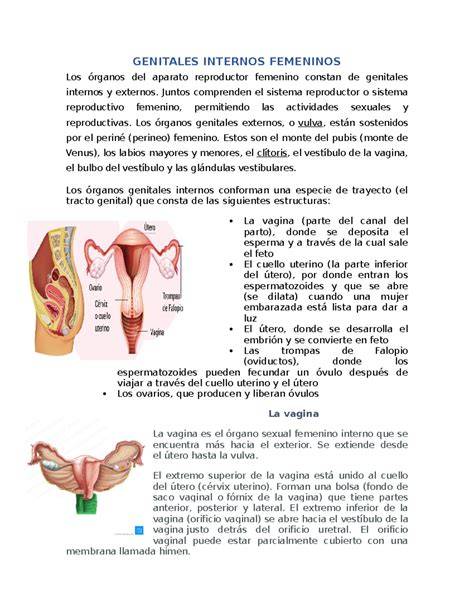 Órganos sexuales internos femeninos