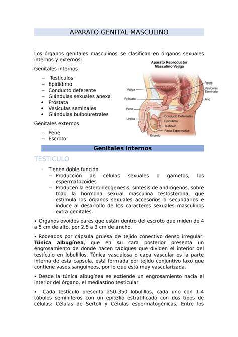 Órganos sexuales masculinos