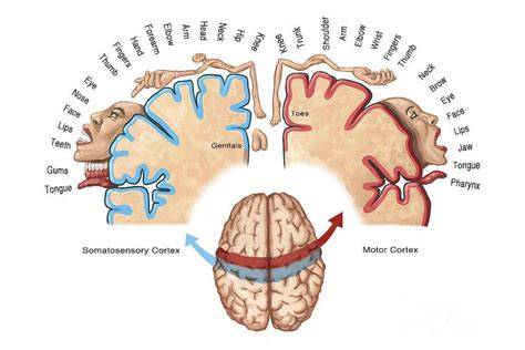 Homúnculo somatosensorial
