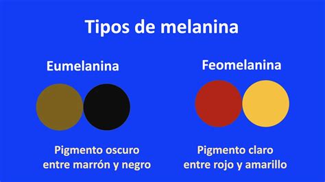 Infografía: Tipos de melanina y colores de cabello