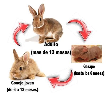 Proceso de dorado del conejo en la cazuela
