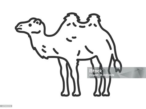 Ilustración de un camello bactriano