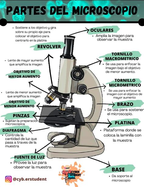 Esquema de las partes comestibles del camello