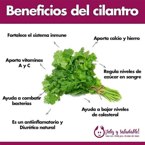 Propiedades y beneficios del cilantro