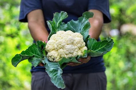 Coliflor entera y ramitos de coliflor