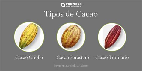 Tipos de granos de cacao y sus orígenes