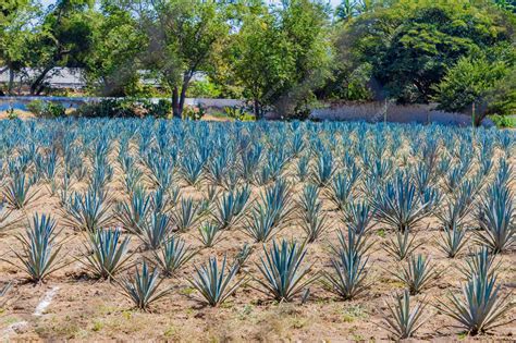 Plantación de agave azul en Tequila, Jalisco